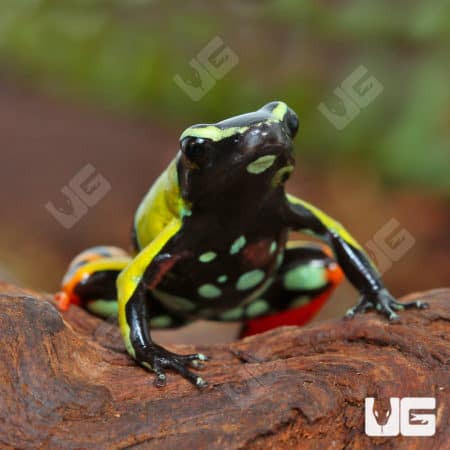 Painted Mantellas (Mantella madagascariensis) For Sale - Underground Reptiles