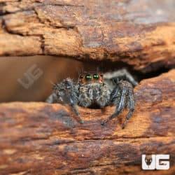 Pantropical Jumping Spiders (Plexippus paykulli) for sale
