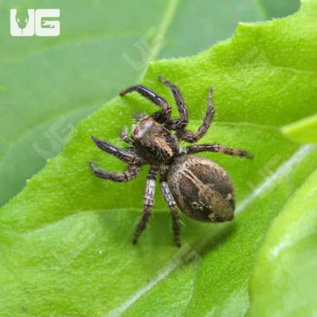 Pantropical Jumping Spiders (Plexippus paykulli) for sale