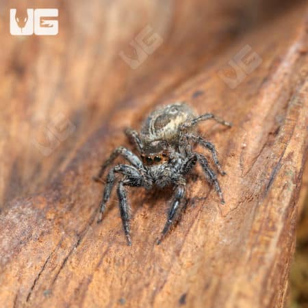 Pantropical Jumping Spiders (Plexippus paykulli) for sale