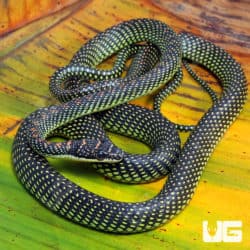 Paradise Flying Snakes (Chrysopelea paradisi) for sale