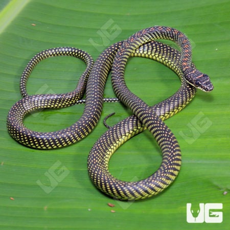 Paradise Flying Snakes (Chrysopelea paradisi) for sale