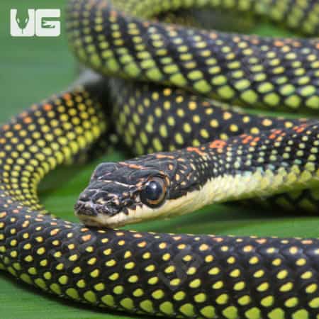 Paradise Flying Snakes (Chrysopelea paradisi) for sale