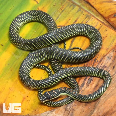Paradise Flying Snakes (Chrysopelea paradisi) for sale