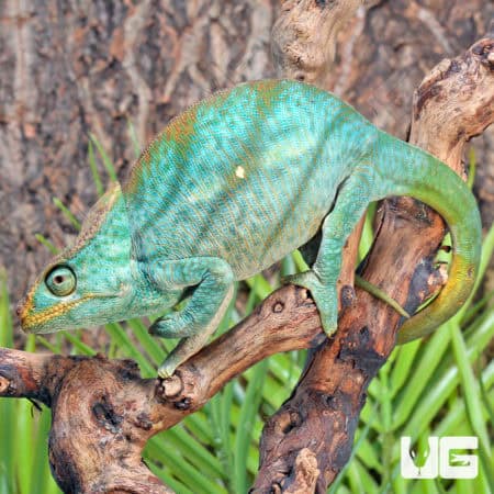 Parson’s Chameleons (Calumma parsonii) For Sale - Underground Reptiles