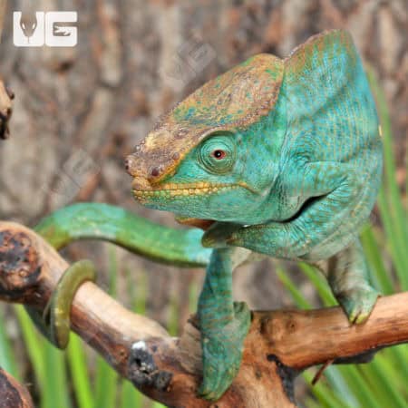Parson’s Chameleons (Calumma parsonii) For Sale - Underground Reptiles