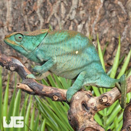 Parson’s Chameleons (Calumma parsonii) For Sale - Underground Reptiles