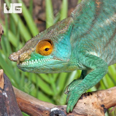 Parson’s Chameleons (Calumma parsonii) For Sale - Underground Reptiles