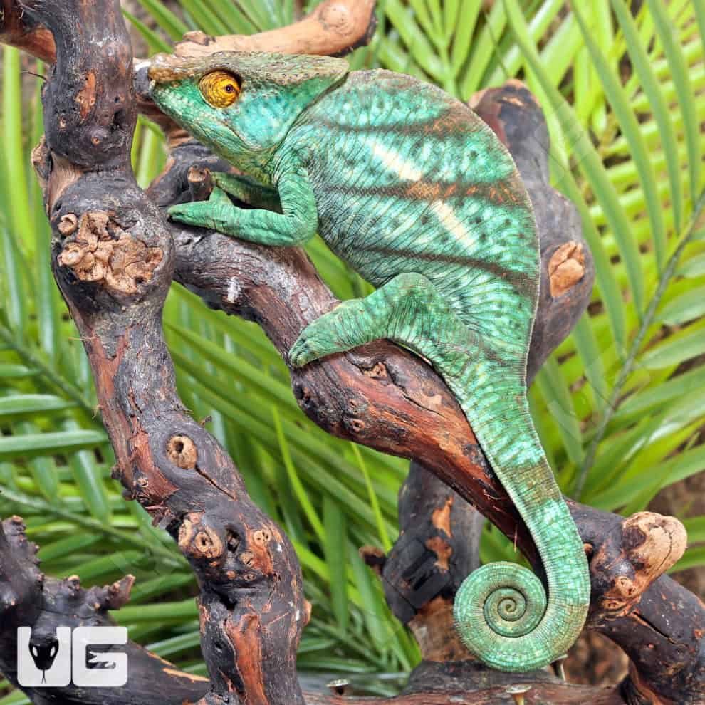 Parson’s Chameleons (Calumma parsonii) For Sale Underground Reptiles