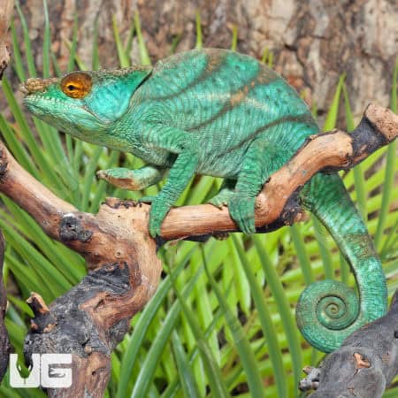 Parson’s Chameleons (Calumma parsonii) For Sale - Underground Reptiles