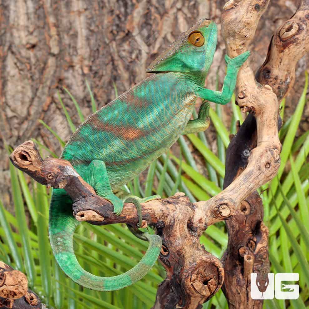 Parson’s Chameleons (Calumma parsonii) For Sale Underground Reptiles
