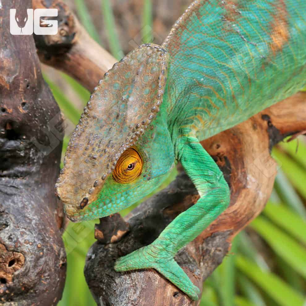 Parson’s Chameleons (Calumma parsonii) For Sale Underground Reptiles