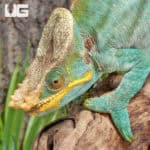 Parson’s Chameleons (Calumma parsonii) For Sale - Underground Reptiles