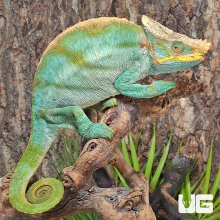 Parson’s Chameleons (Calumma parsonii) For Sale - Underground Reptiles