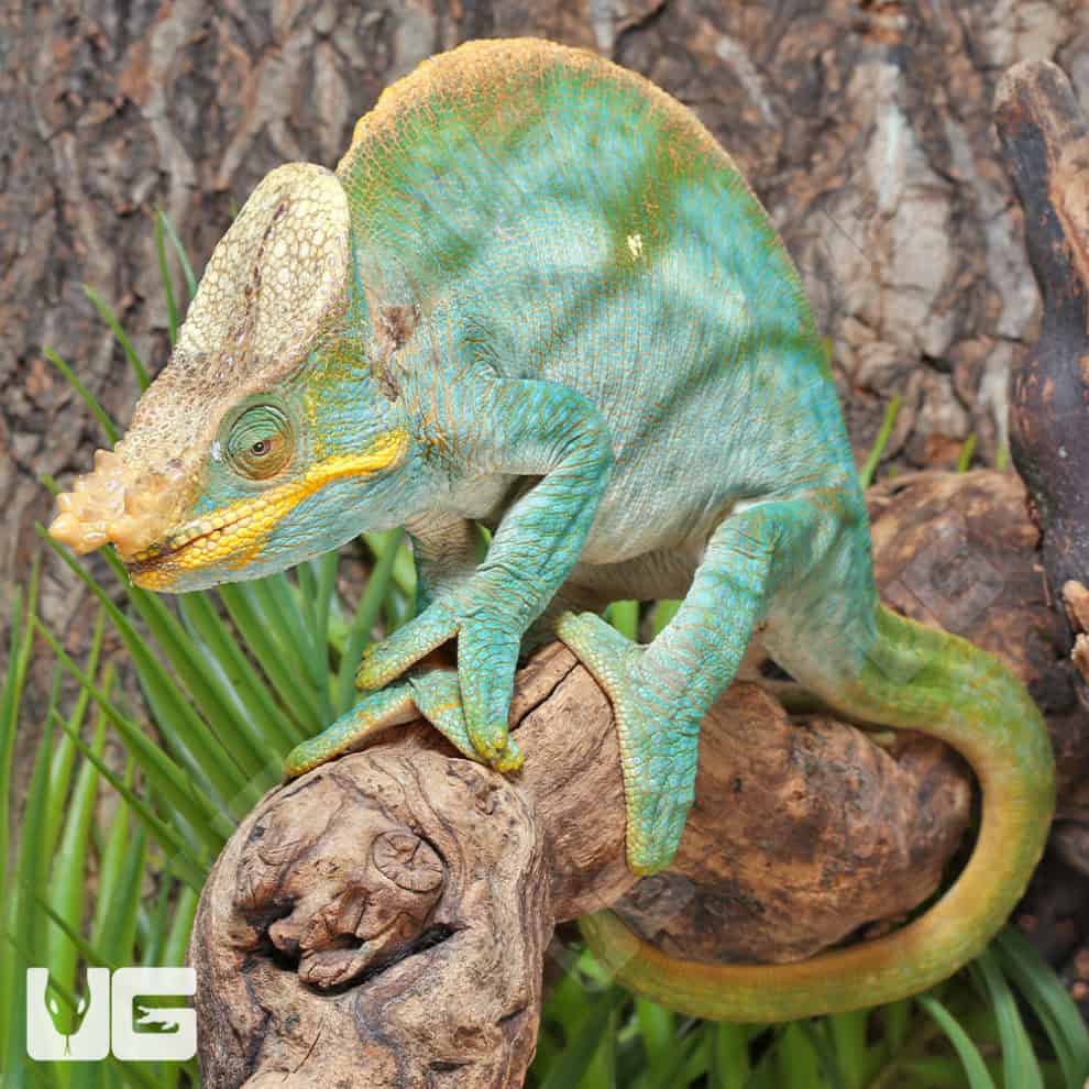 Parson’s Chameleons (Calumma parsonii) For Sale Underground Reptiles