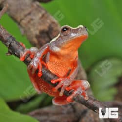 Triangle Tree Frog (dendropsophus triangulum) for sale