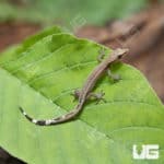 Persian Dwarf Geckos For Sale - Underground Reptiles