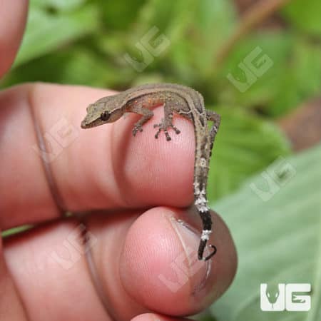 Persian Dwarf Geckos For Sale - Underground Reptiles