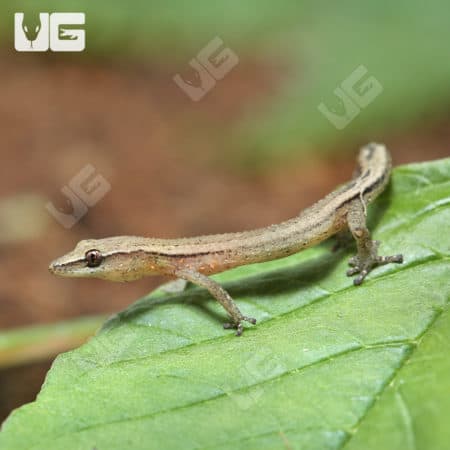 Persian Dwarf Geckos For Sale - Underground Reptiles