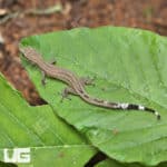 Persian Dwarf Geckos For Sale - Underground Reptiles