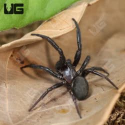 Primitive Hunting Spider (Plectreurys tristis) For Sale - Underground Reptiles