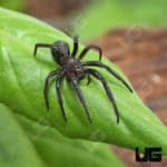 Primitive Hunting Spider (Plectreurys tristis) For Sale - Underground Reptiles