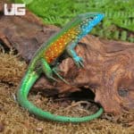 Rainbow Whiptail Lizards (Cnemidophorus lemniscatus) For Sale - Underground Reptiles
