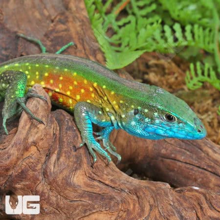 Rainbow Whiptail Lizards (Cnemidophorus lemniscatus) For Sale - Underground Reptiles