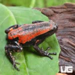 Red and Black Walking Frogs (Phrynomerus bifasciatus) For Sale - Underground Reptiles