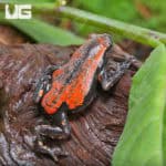 Red and Black Walking Frogs (Phrynomerus bifasciatus) For Sale - Underground Reptiles