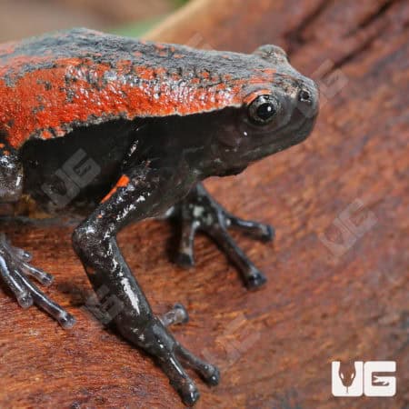 Red and Black Walking Frogs (Phrynomerus bifasciatus) For Sale - Underground Reptiles
