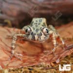 Red Leg Running Frogs (Kasina Senegalensis) For Sale - Underground Reptiles