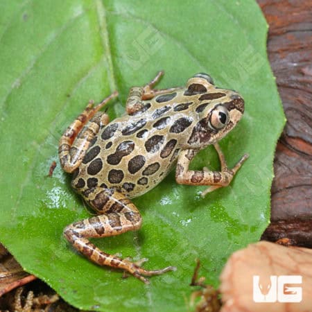 Red Leg Running Frogs (Kasina Senegalensis) For Sale - Underground Reptiles