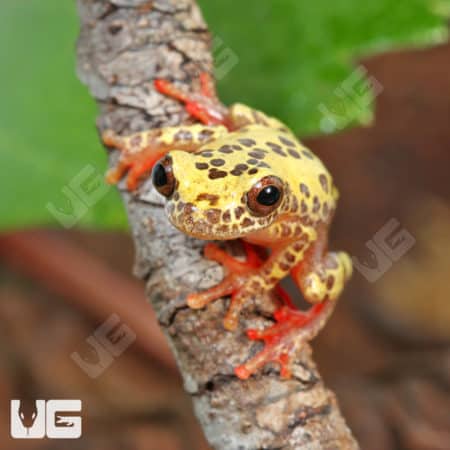 Triangle Tree Frog (dendropsophus triangulum) for sale