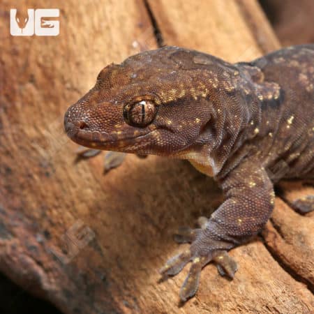 Robust Forest Geckos (Bavayia robusta) For Sale - Underground Reptiles