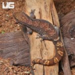 Robust Forest Geckos (Bavayia robusta) For Sale - Underground Reptiles