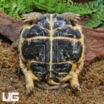 Russian Tortoises (Testudo horsfieldii) For Sale - Underground Reptiles
