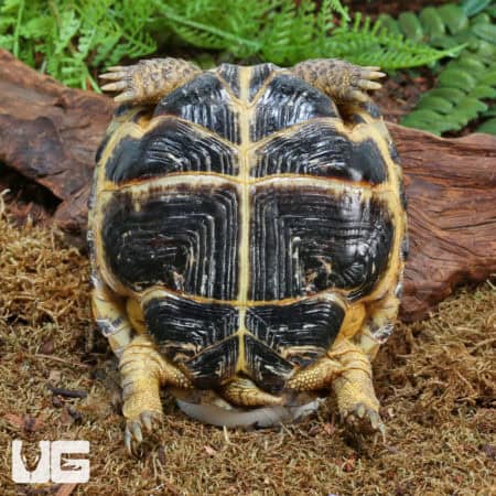 Russian Tortoises (Testudo horsfieldii) For Sale - Underground Reptiles