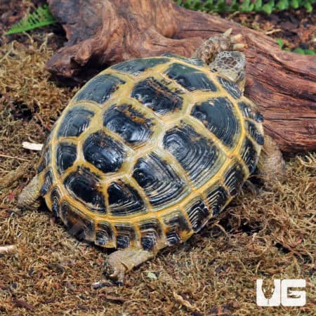 Russian Tortoises (Testudo horsfieldii) For Sale - Underground Reptiles