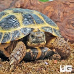 Russian Tortoises (Testudo horsfieldii) For Sale - Underground Reptiles