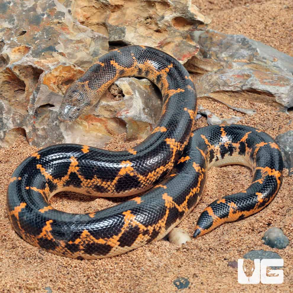 Saharan Sand Boas (Eryx colubrinus) For Sale Underground Reptiles