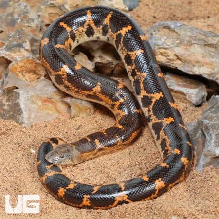 Saharan Sand Boas (Eryx colubrinus) For Sale - Underground Reptiles