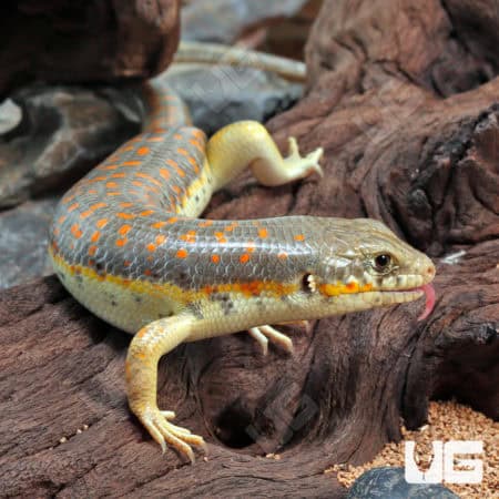 Schneider's Skinks (Eumeces schneideri) For Sale - Underground Reptiles