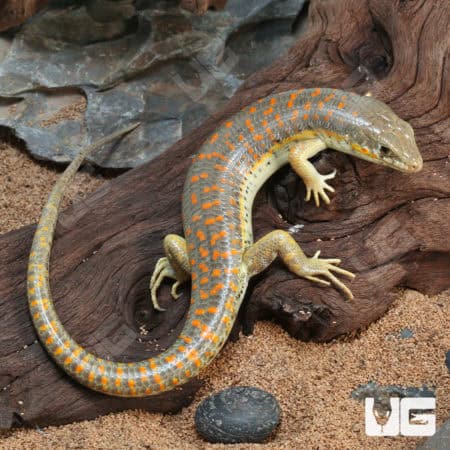 Schneider's Skinks (Eumeces schneideri) For Sale - Underground Reptiles