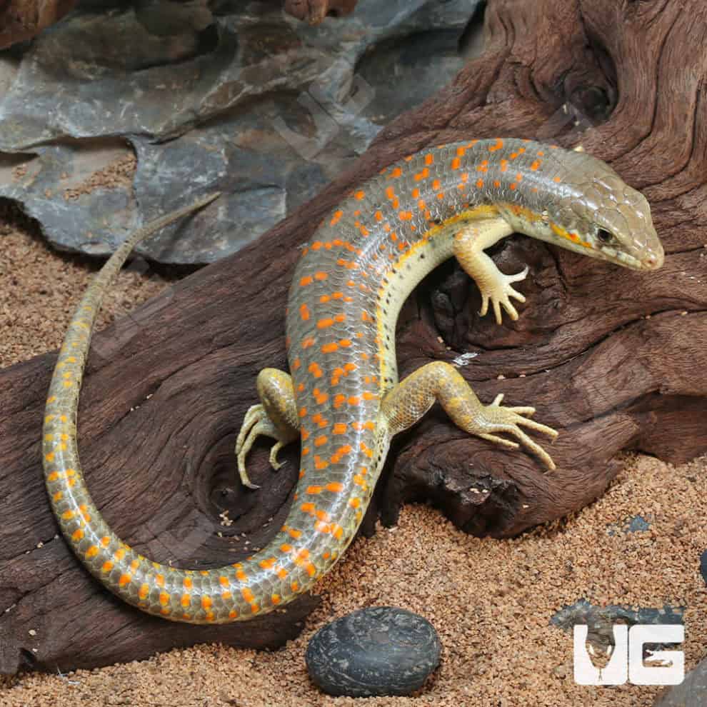 Schneider Skink For Sale Underground Reptiles