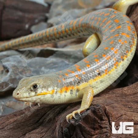 Schneider's Skinks (Eumeces schneideri) For Sale - Underground Reptiles
