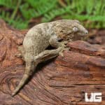 Baby Snowflake Nu Ana Leachianus Geckos (Rhacodactylus leachianus) For Sale - Underground Reptiles