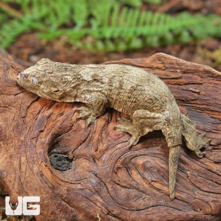 Baby Snowflake Nu Ana Leachianus Geckos (Rhacodactylus leachianus) For Sale - Underground Reptiles