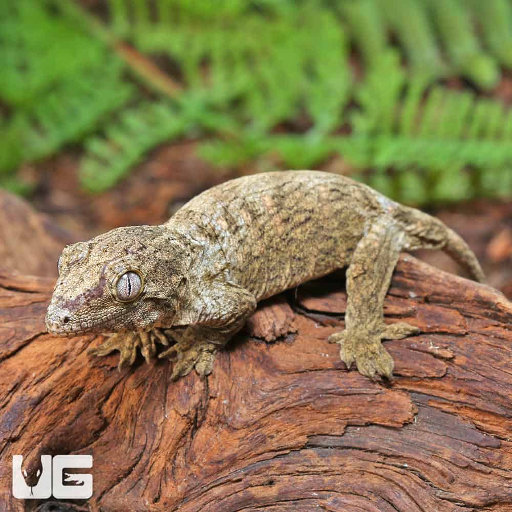 Baby Snowflake Nu Ana Leachianus Geckos (Rhacodactylus leachianus) For Sale - Underground Reptiles