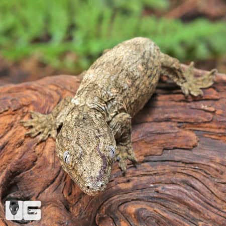 Baby Snowflake Nu Ana Leachianus Geckos (Rhacodactylus leachianus) For Sale - Underground Reptiles